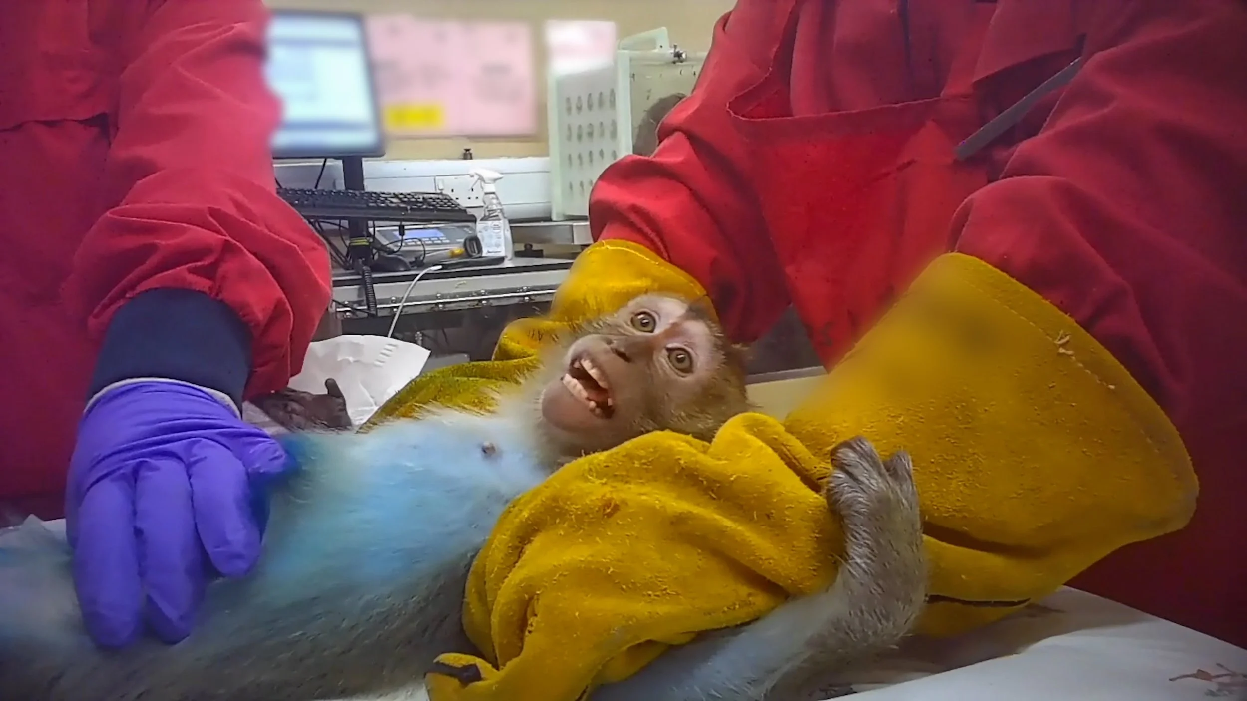 Toxicity_Testing_AnimalsInternational (30).jpg