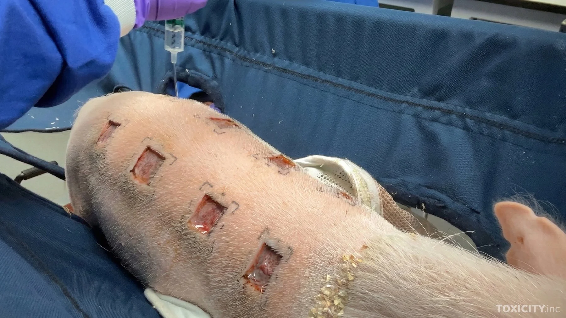 Toxicity_Testing_AnimalsInternational (8).jpg