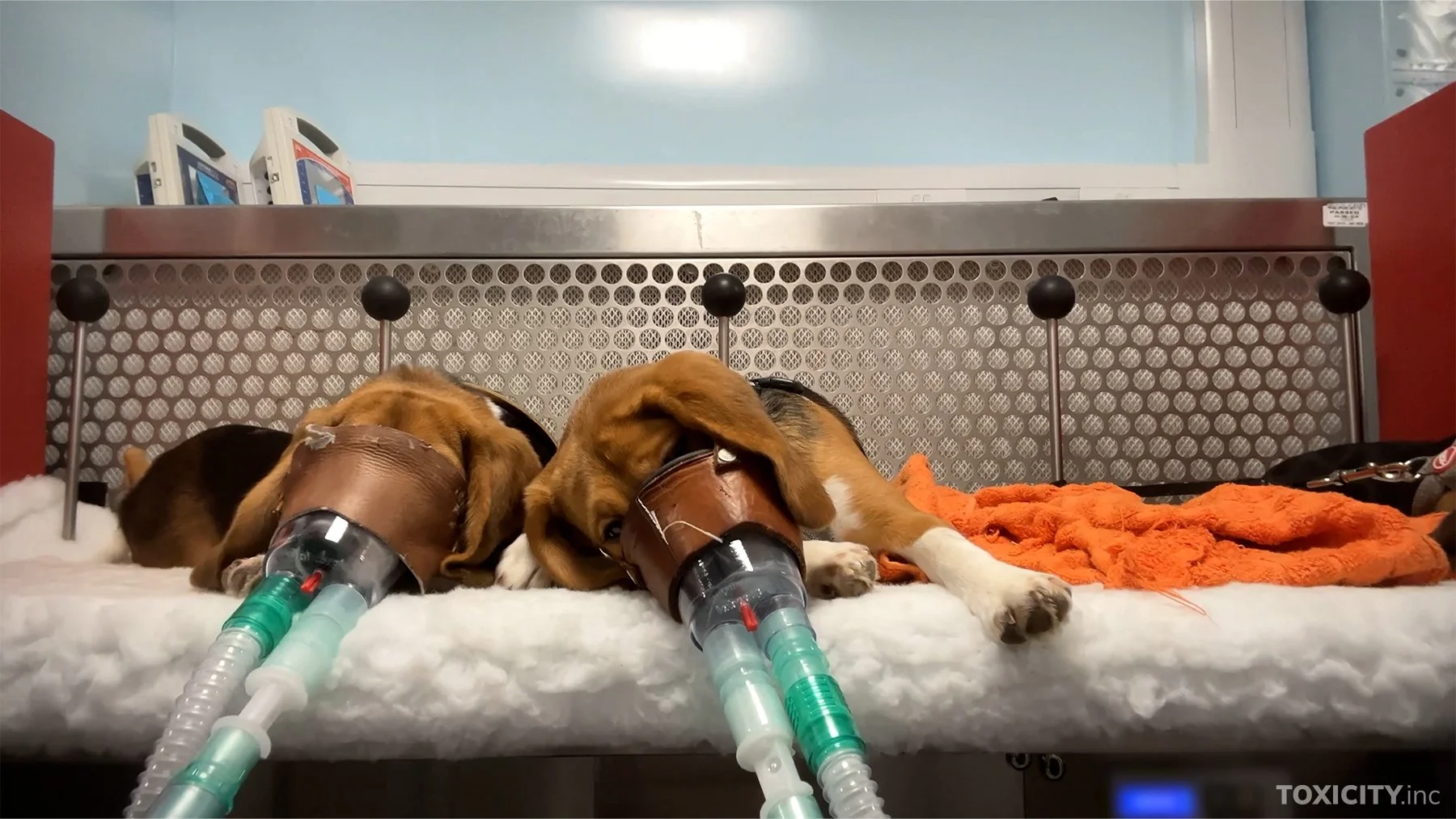 Nya bilder inifrån laboratorier visar djurens lidande