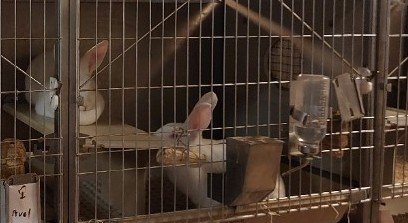 Animalkind vill ge kaninerna på Lidköpings kaninfarm en chans