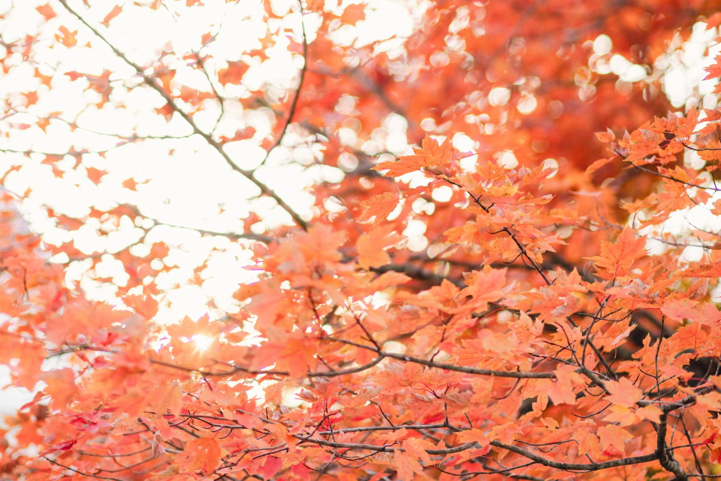 Farewell To Fall | A Virginia Family Session