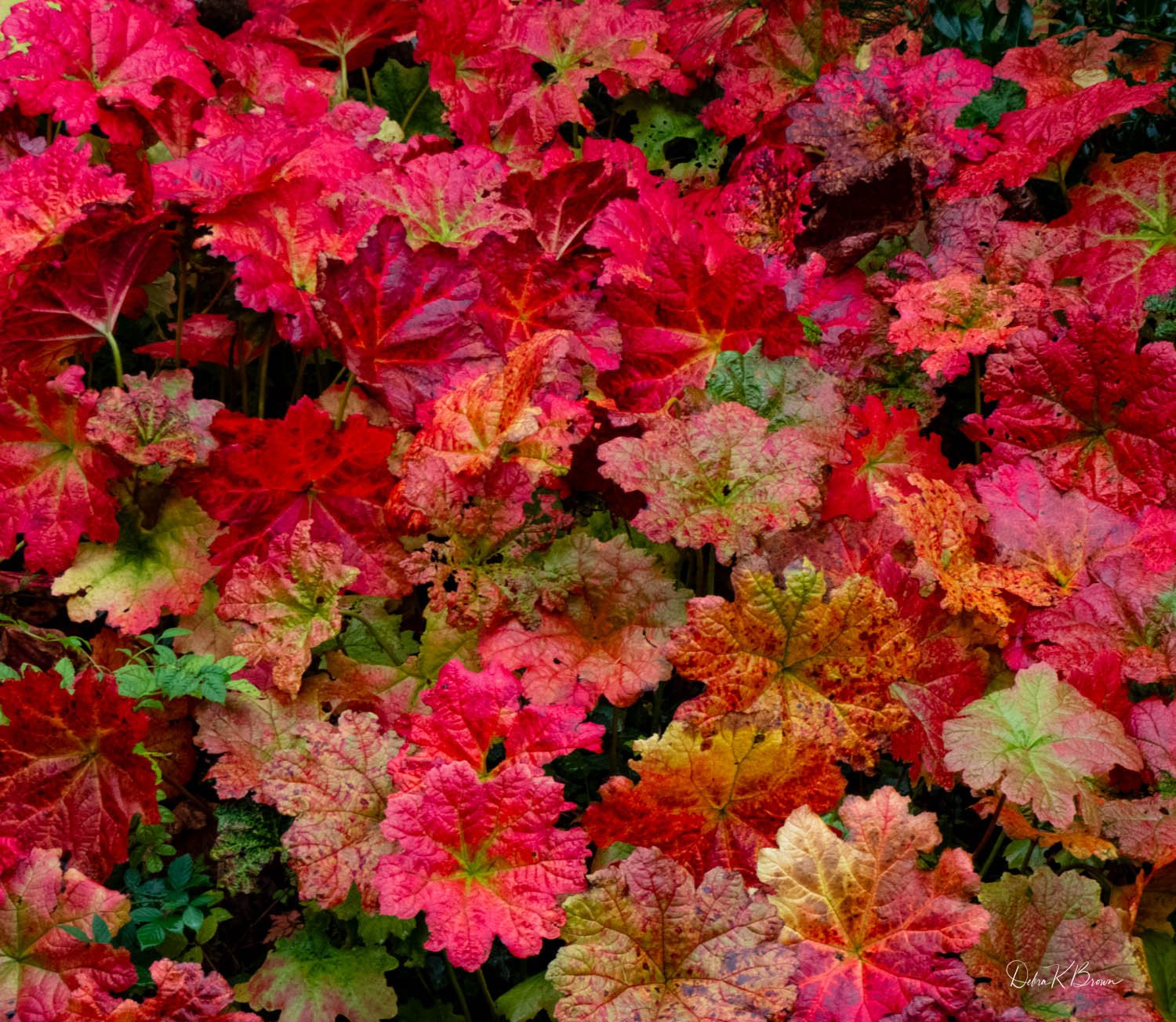 Fall Colors, Florence Court Gardens, Ireland