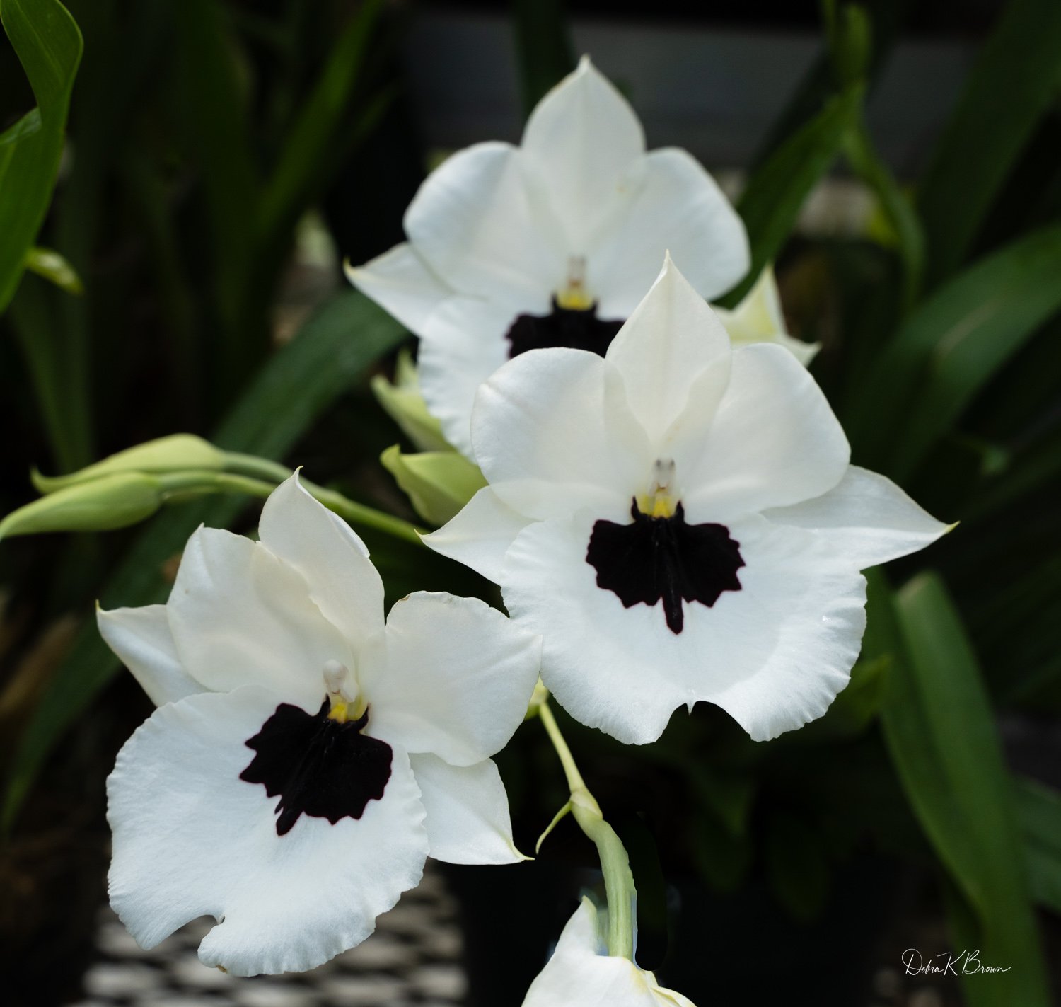Hillwood Estate Gardens, D.C.