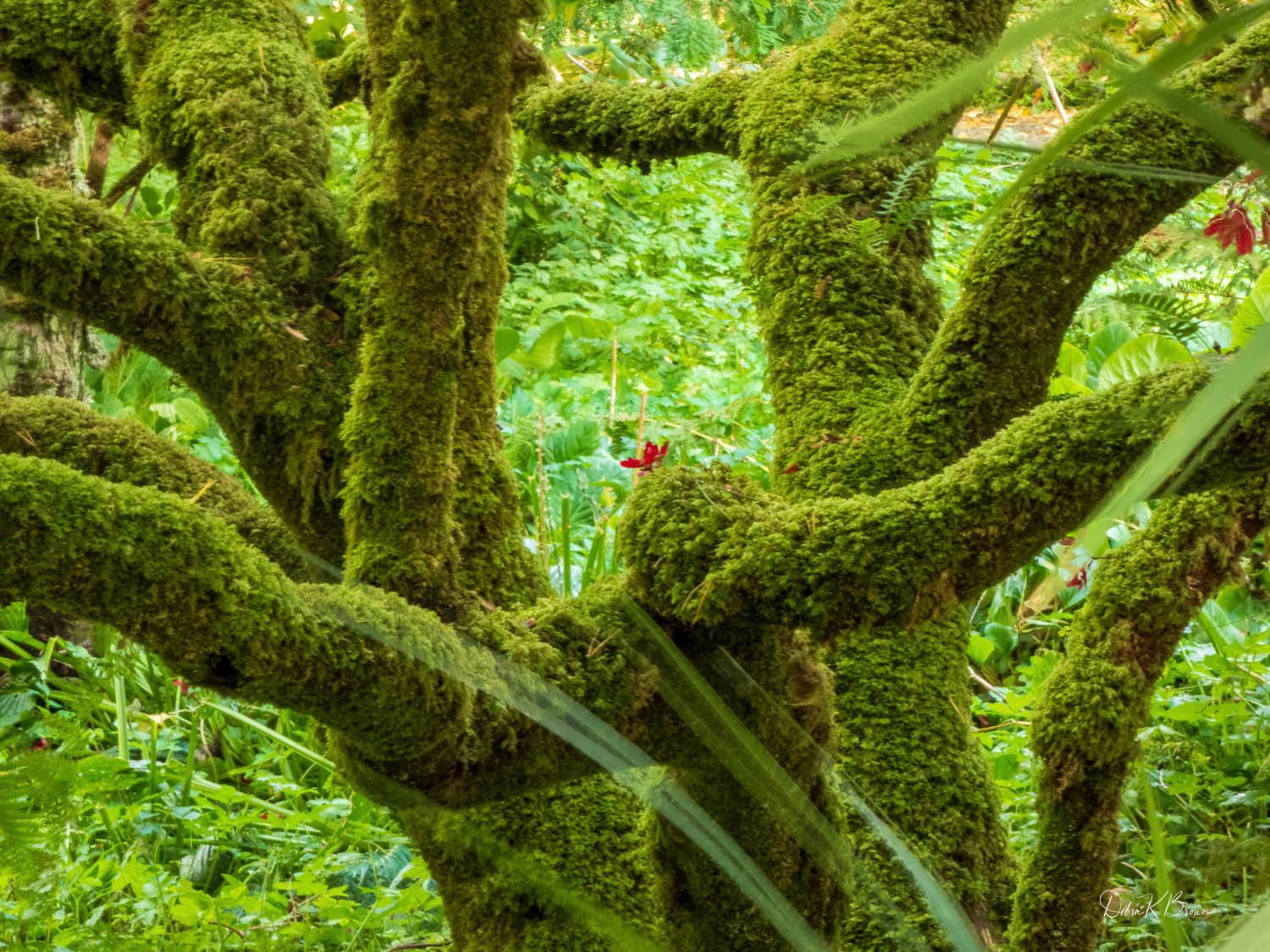 Tranquil Tree, Glenveaugh Park Castle Gardens, Ireland