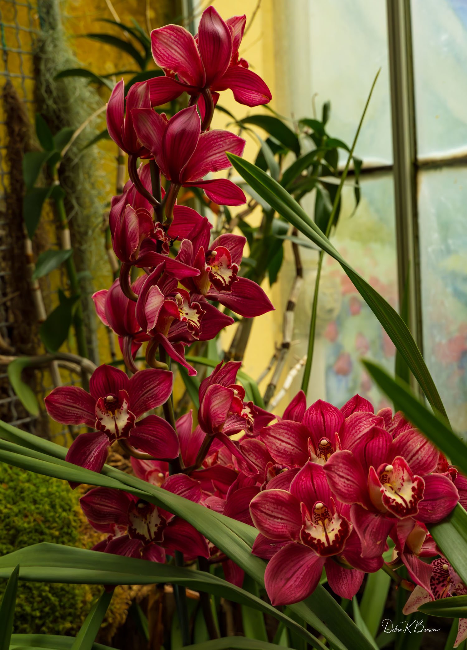 Orchids, Botanic Garden of Baltimore