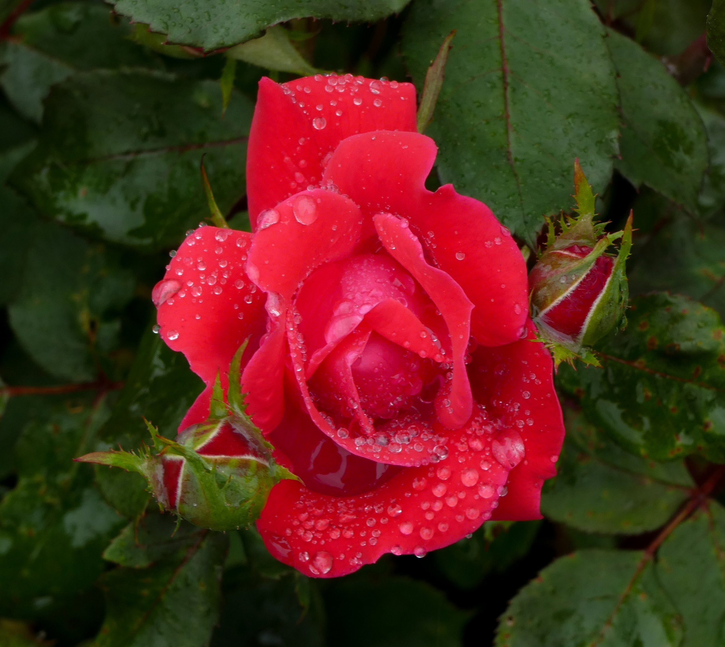 Jimmie's Rose