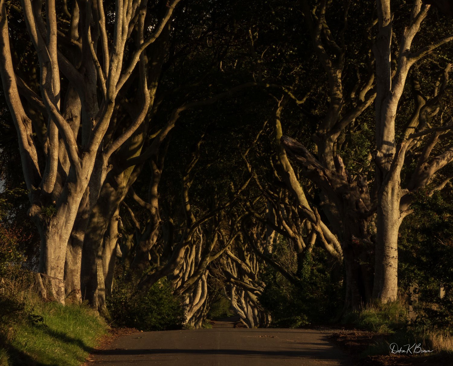 Dark Hedges, Ireland