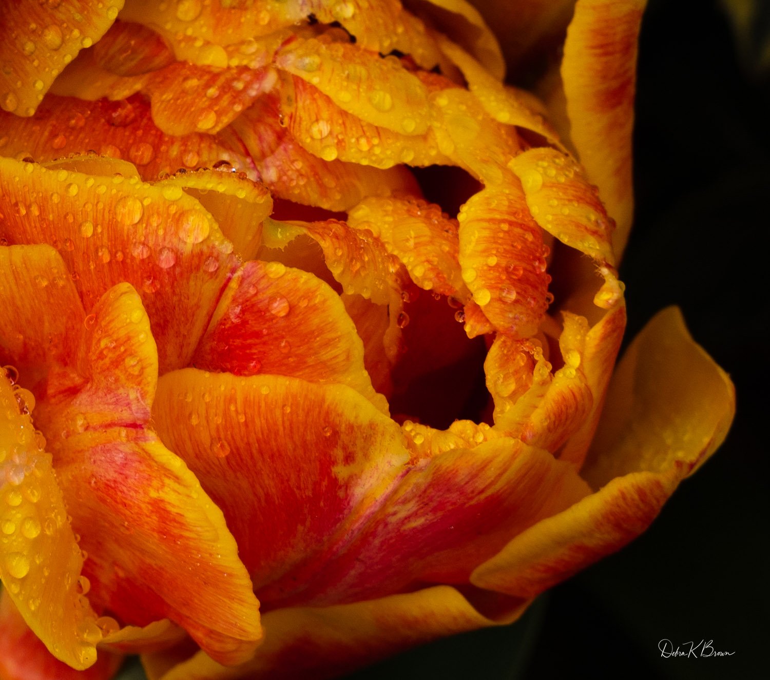 Peaceful Peony, United States Botanic Gardens, D.C.