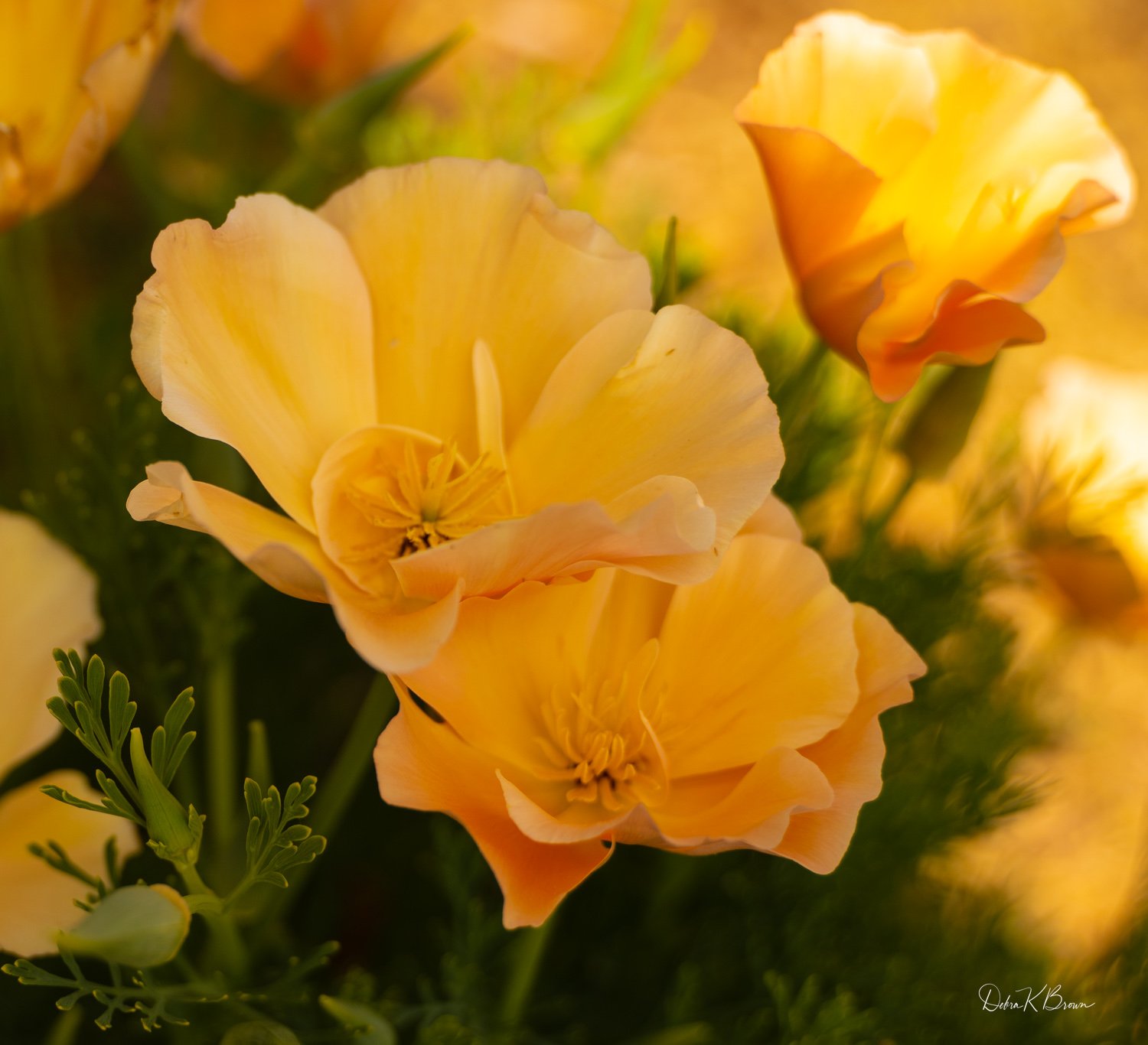 Field Rose, Delaware Botanic Gardens