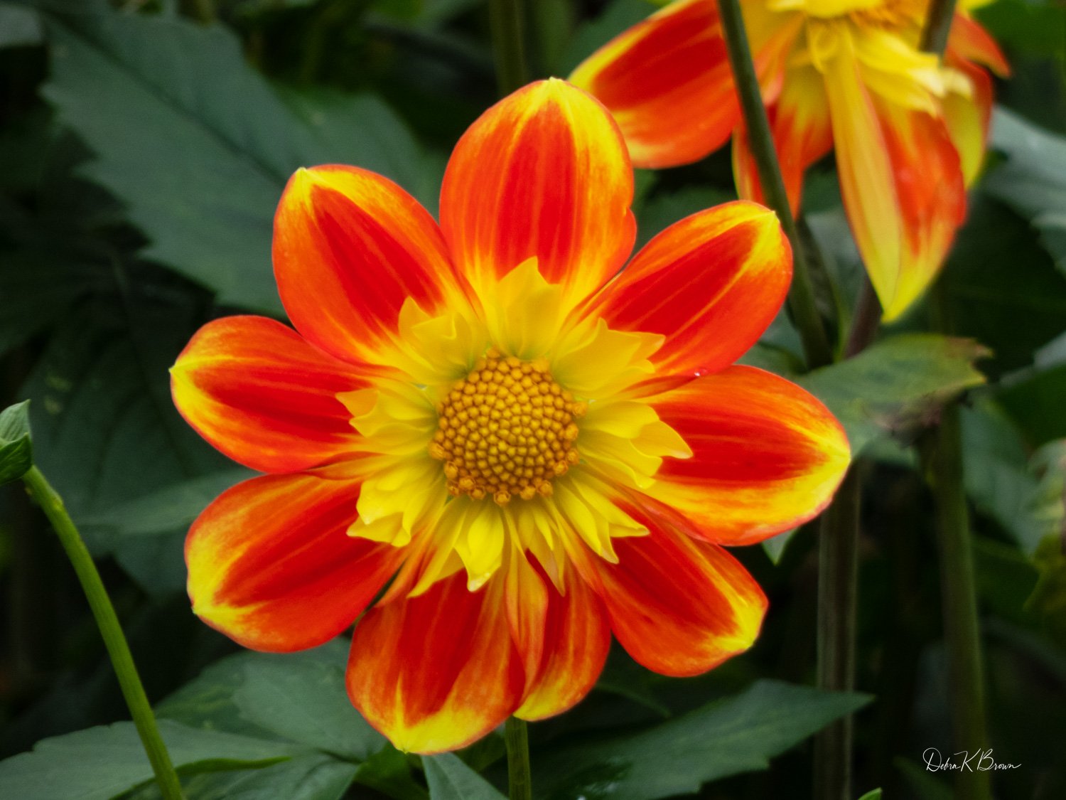 Winnie-the-"Pooh" Dahlia, Florence Court Gardens, Ireland