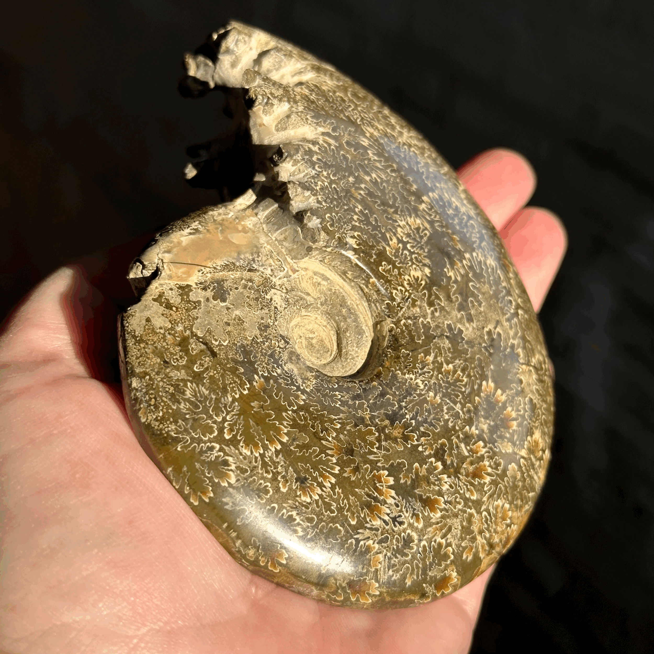 tempImageHTfuum.gif
