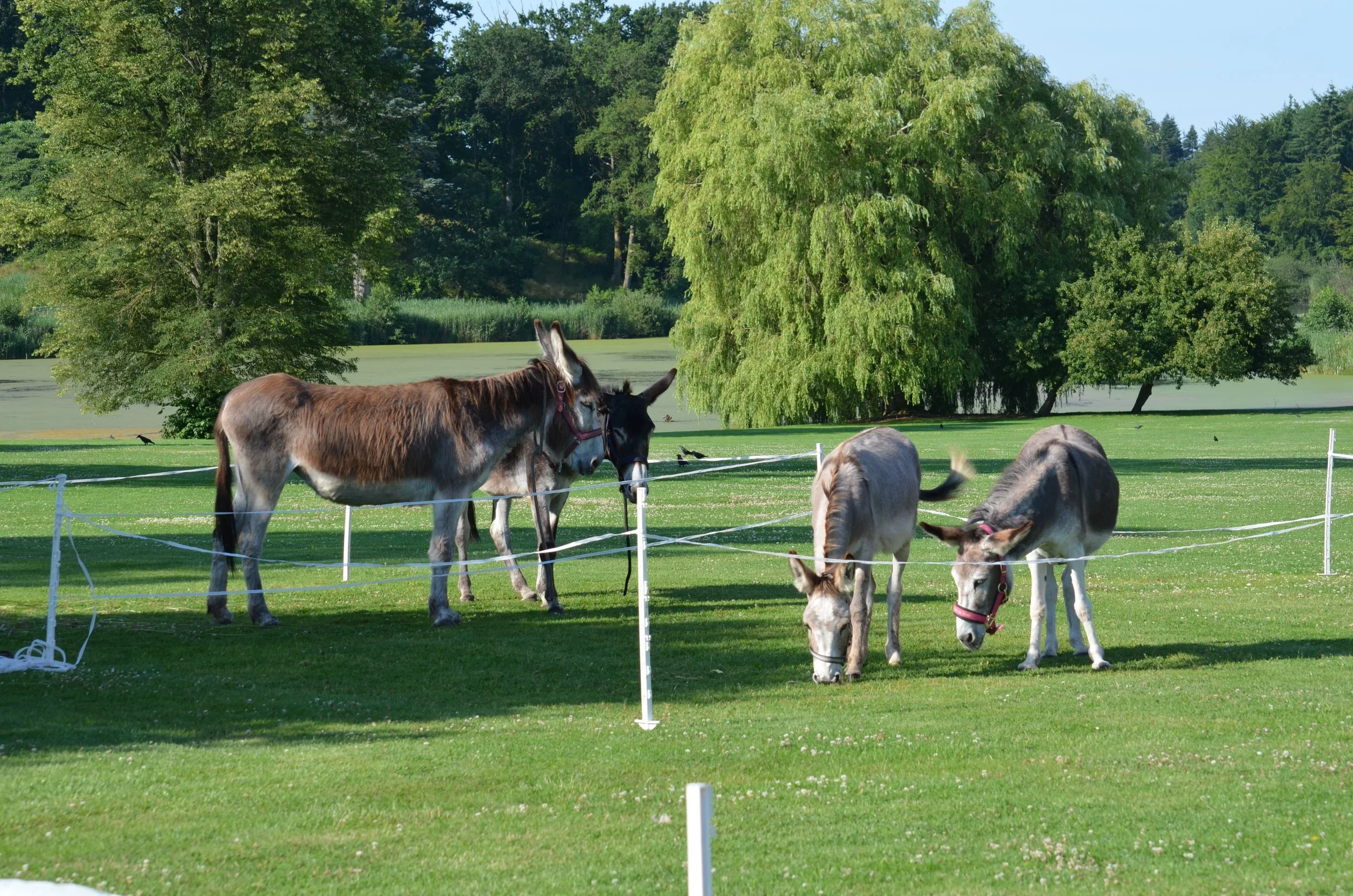 DSC_3702.JPG