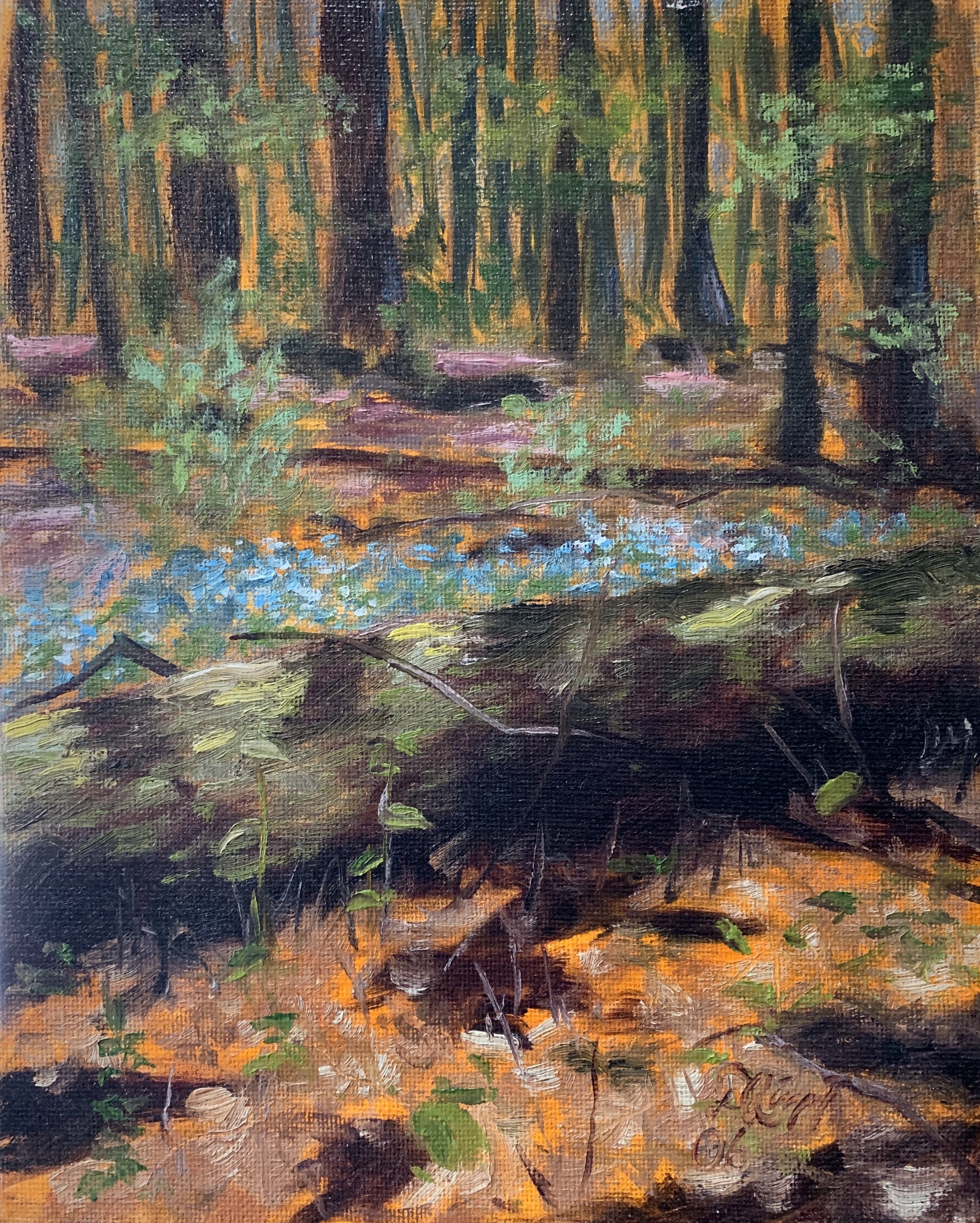 Canopy Light, Door County 10x8.jpg