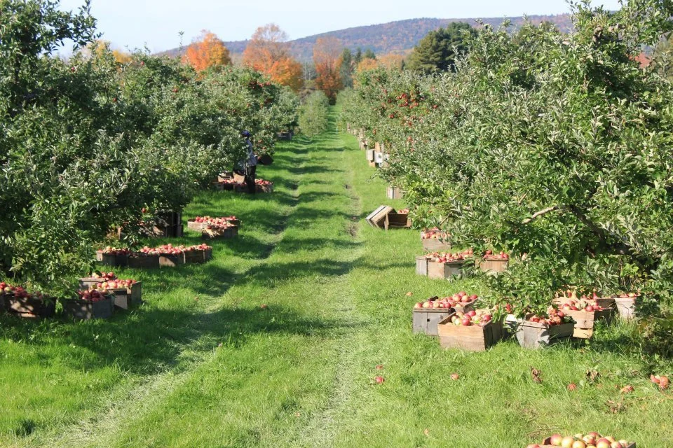 Barlett's Orchard Richmond