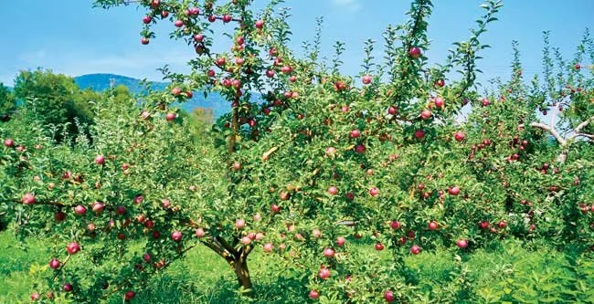 Jaeschke's Orchard Adams