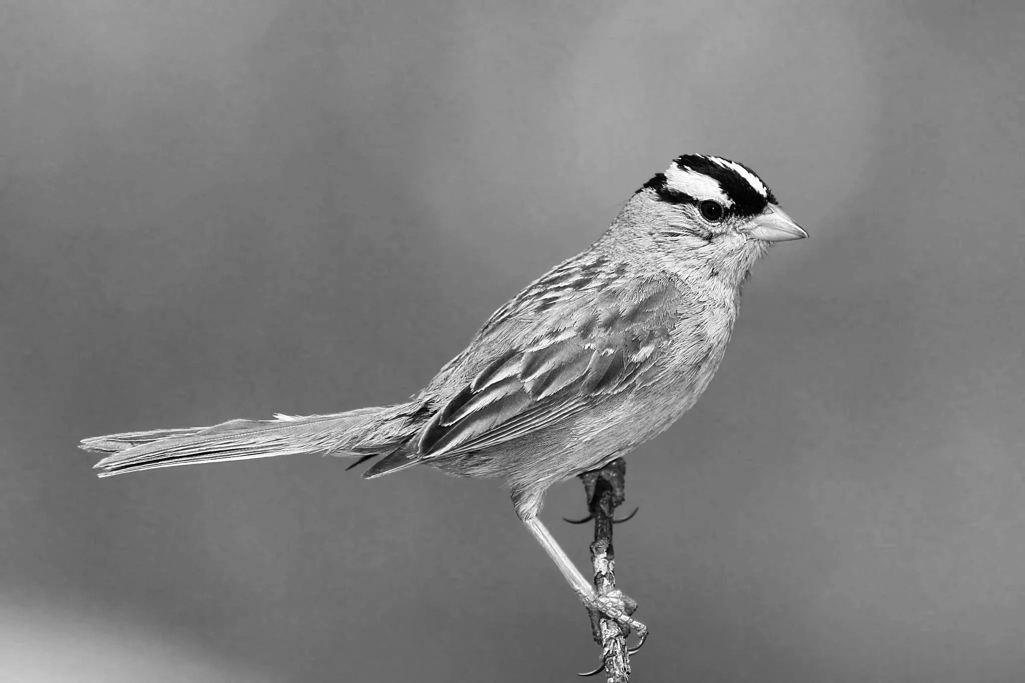 Grasp the Sparrow’s Tail