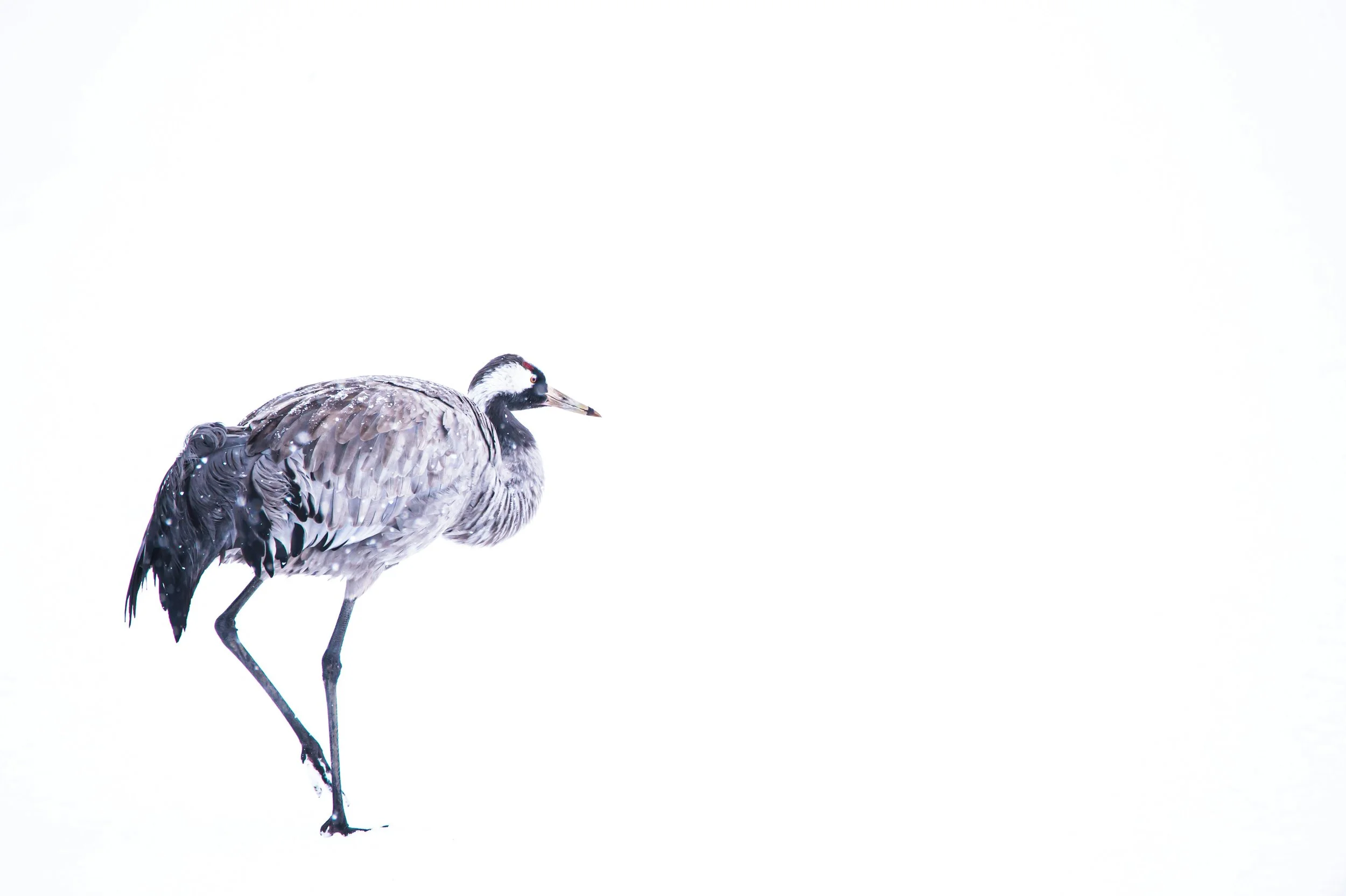 A bird standing on one leg with a white background.