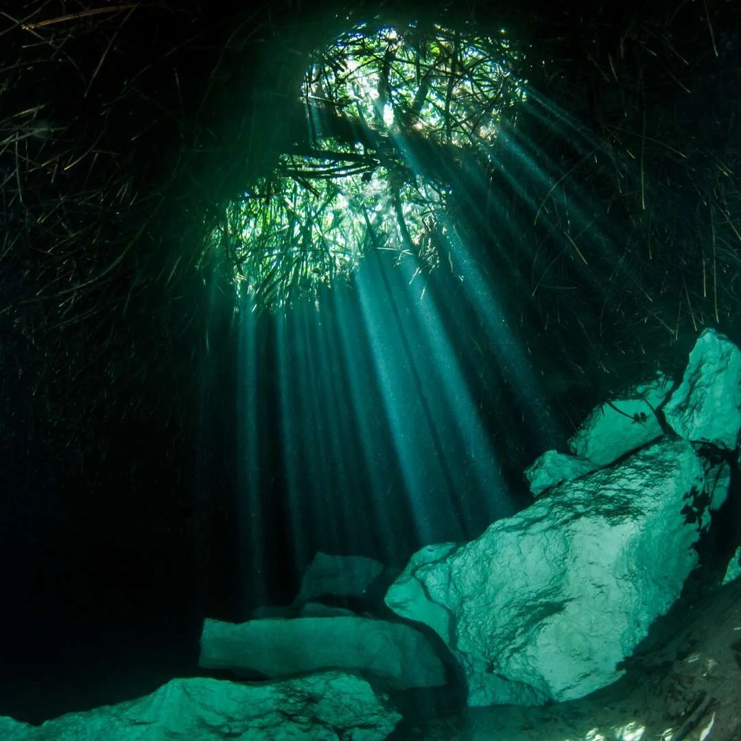 Sunlight rays shining through the opening of a dark cave or hollow with plants and rocks inside.