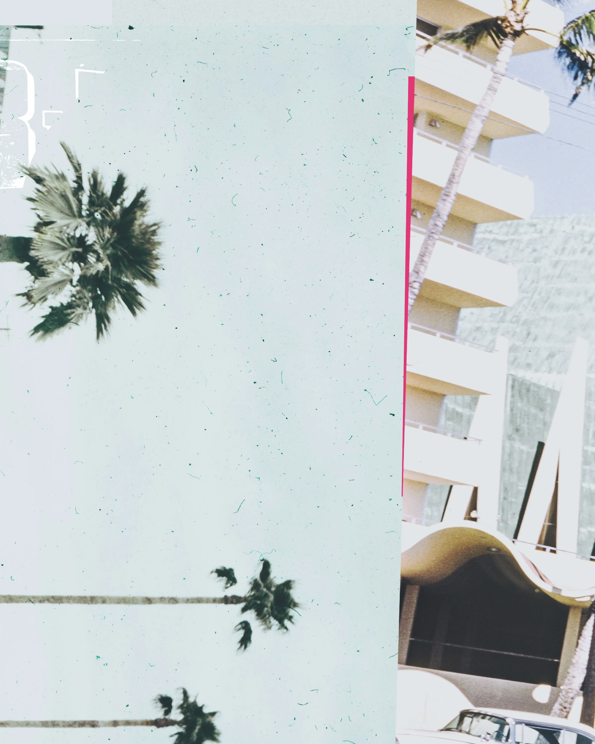 palm.jpg