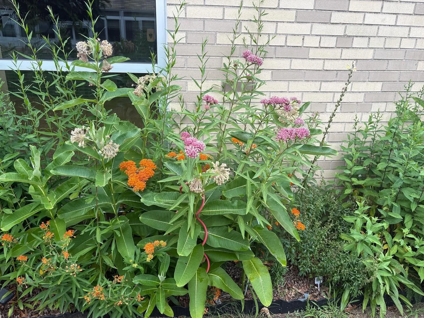 Emily, from the Meadowbrook Alternative Program of the Bellmore-Merrick School District, submitted recent photos of the native garden she implemented with native plants from LINPI. The native garden serves multiple purposes to the community; food and