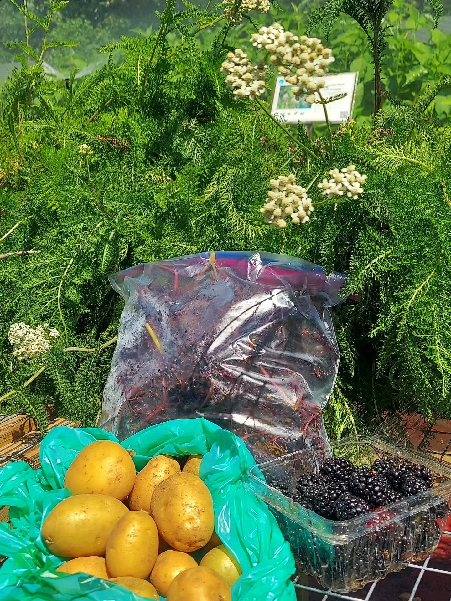 Lovely produce from @redfoxfarms. They are located on the campus of the Sisters of Saint Joseph in Brentwood, only a short walk from our nursery. 
Visit on Saturdays from 10-2 and talk with bubbly Vanessa to get the scoop on their produce!
.
📸 @tess