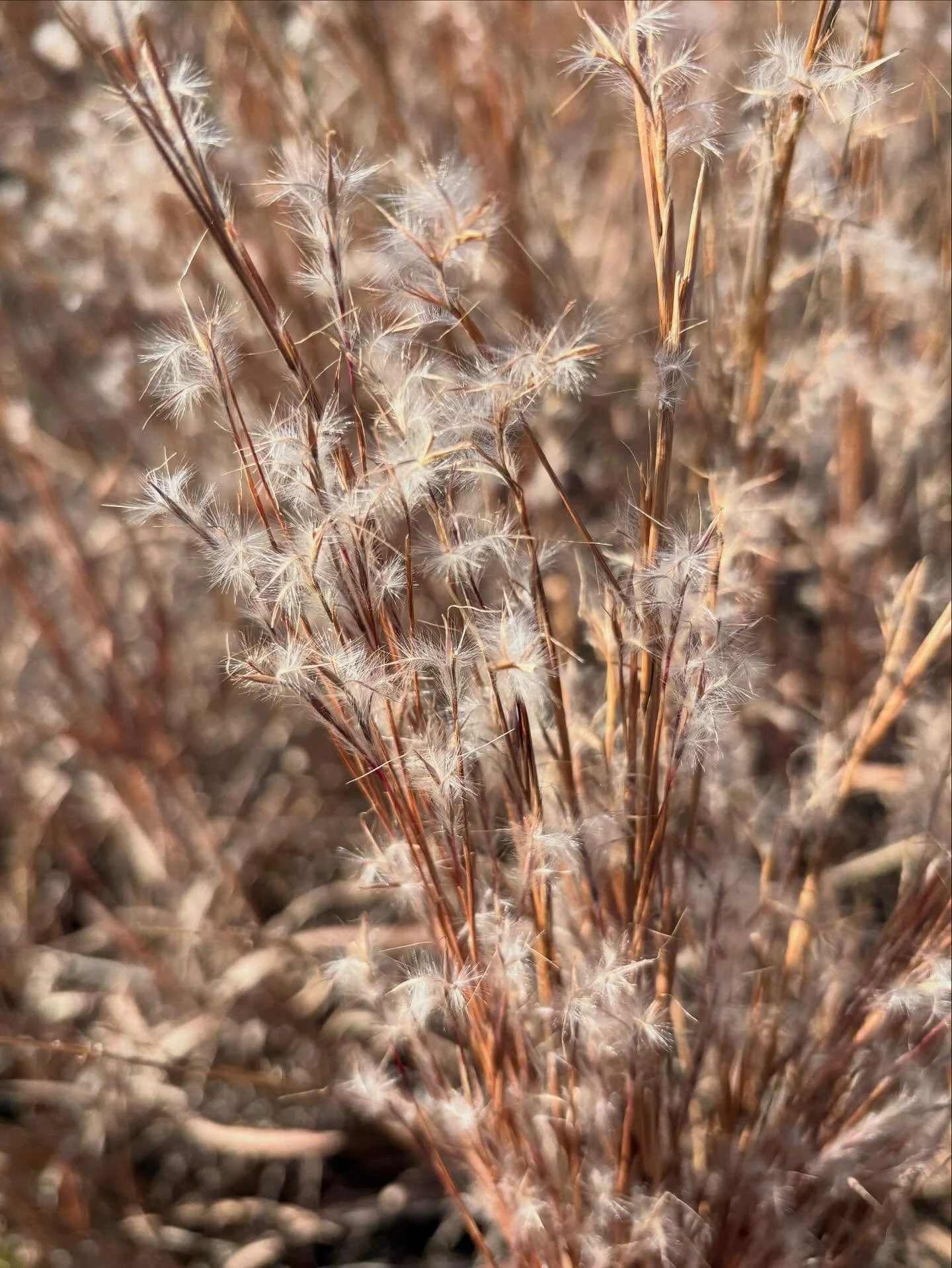 Coastal species appreciation post. Early November has been a great time to collect the ripe fluffy seeds and berries.