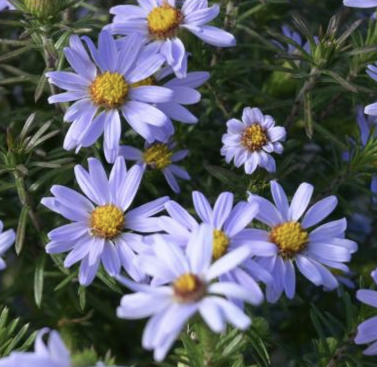 LINPI Spring Plant Sale