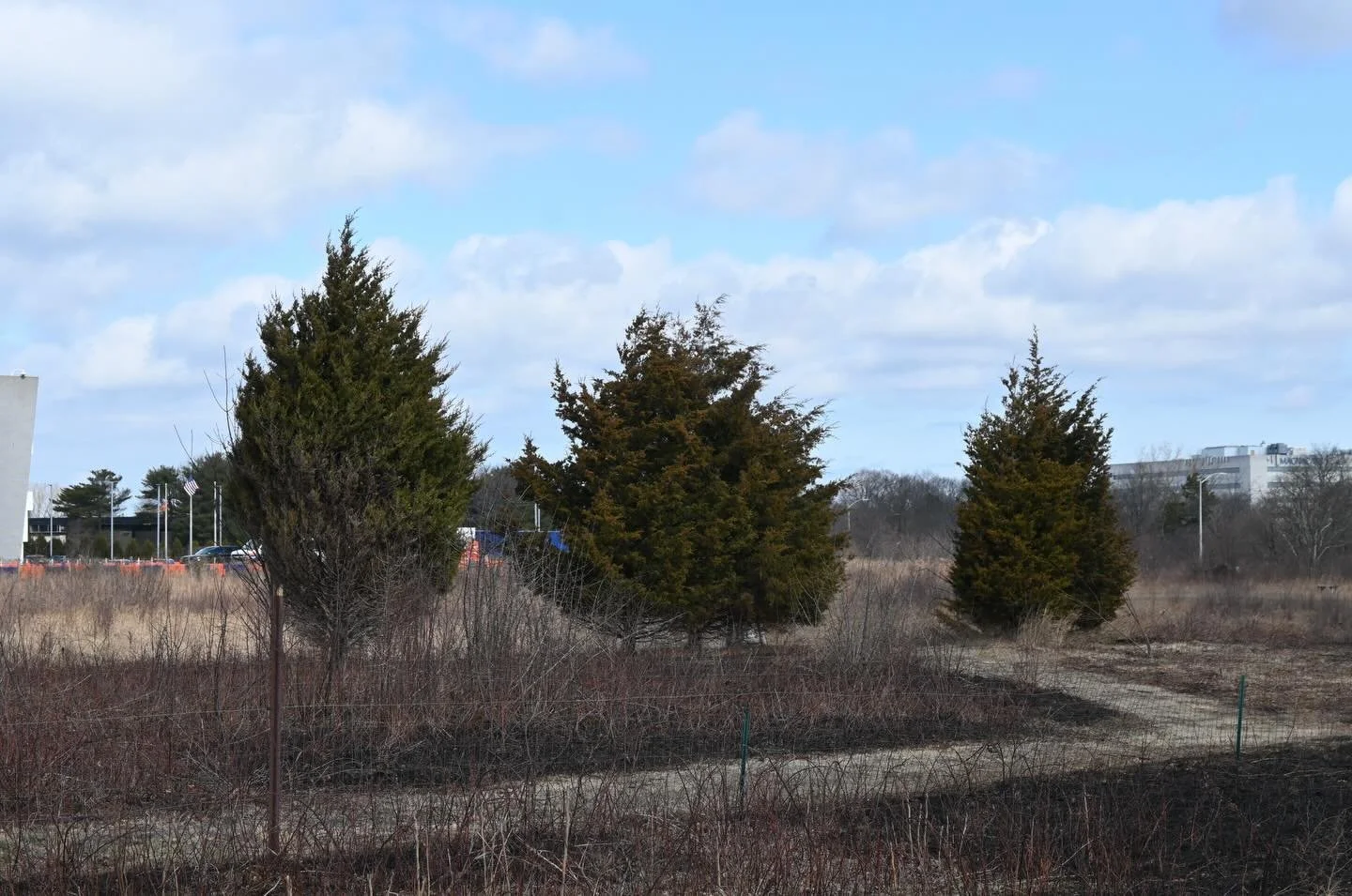 Winter interest appreciation post for 3 species that stood out at @hempsteadplains on Thursday and Saturday, prescribed burn and workshop. 
1. Red Eastern Cedar, Juniper virginicus 
2. Staghorn Sumac, Rhus typhina
3. Round-headed bush clover, Lespede