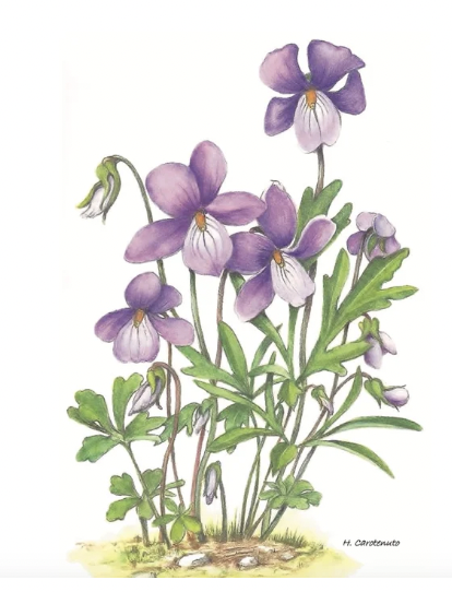 Hempstead Plains Gala