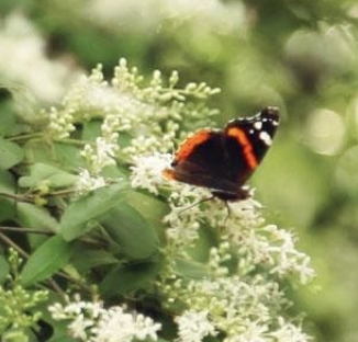 Arbor Day Native Plant & Tree Giveaway