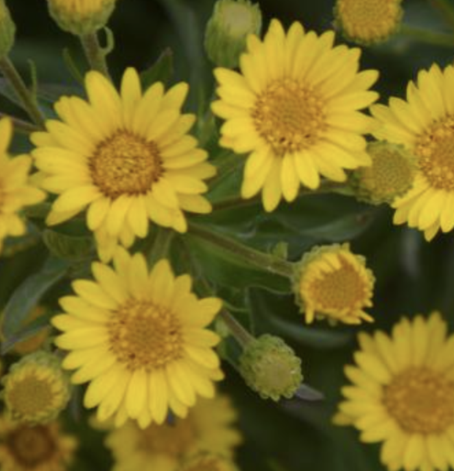 Centerport Garden Club Annual Plant Sale