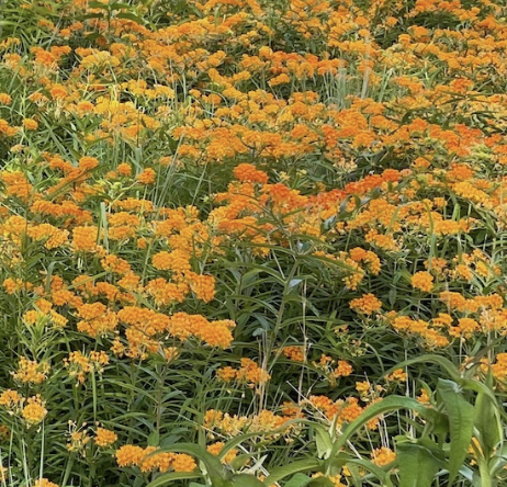 Plants: Native, Non-native and Invasive