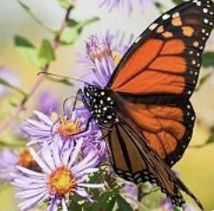 Pollinator Garden Planting Days