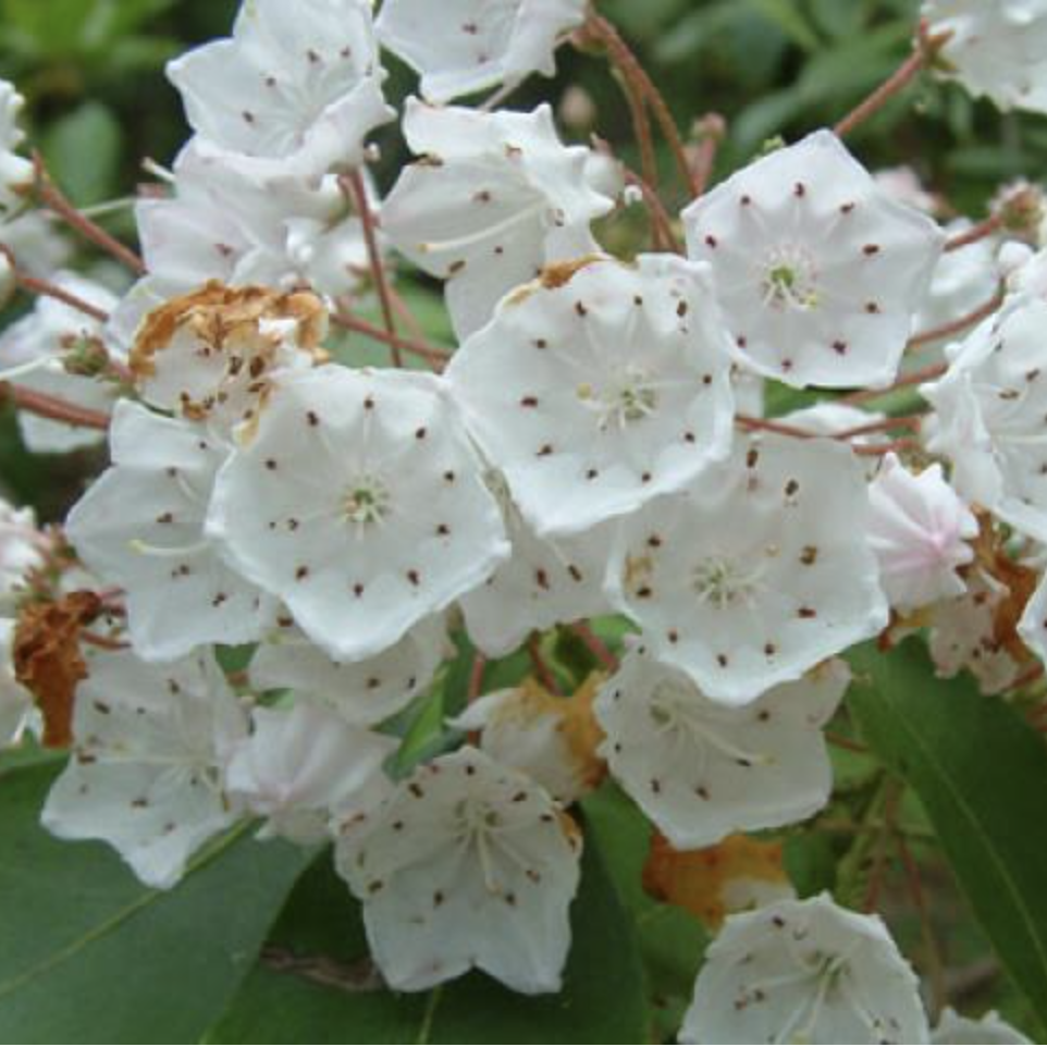 LI Botanical Society Meeting & Talk
