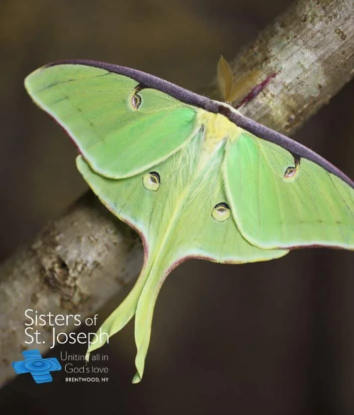 Mothapalooza