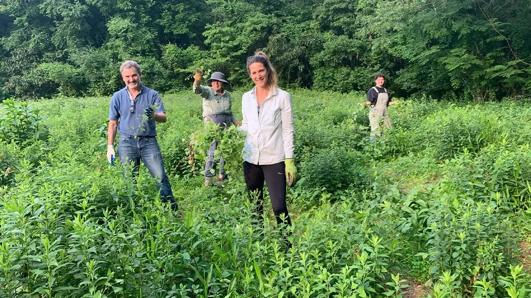 Volunteer to Remove Mile-a-Minute, Humes Preserve
