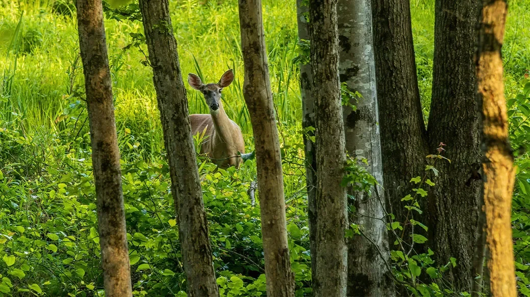 Oh, Deer! Symposium