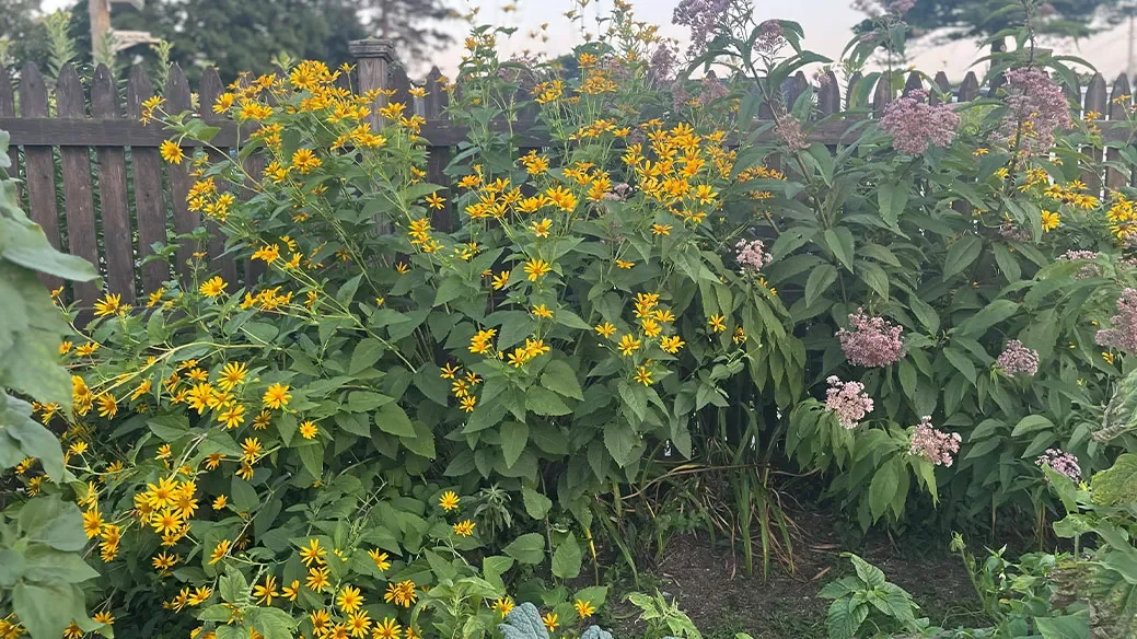 Community Garden Tour & Benefits of Native Gardening Talk