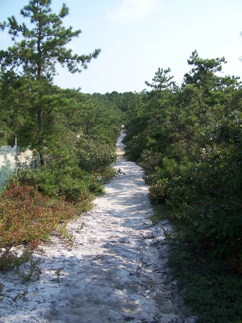 Guided Hike to the Dwarf Pines