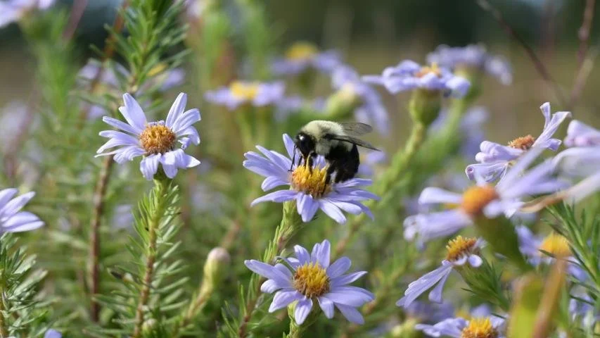 LINPI Native Plant Sale at QWR