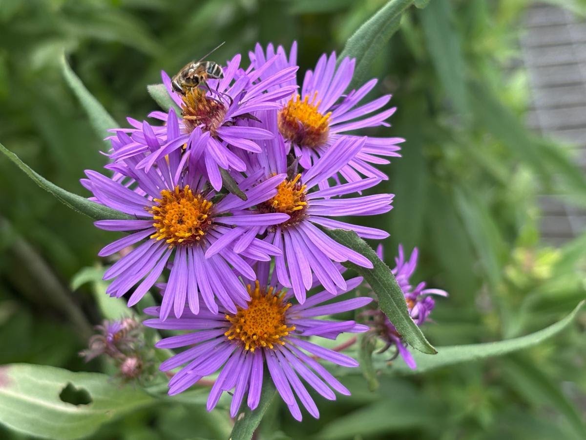 LINPI Native Plant Sales