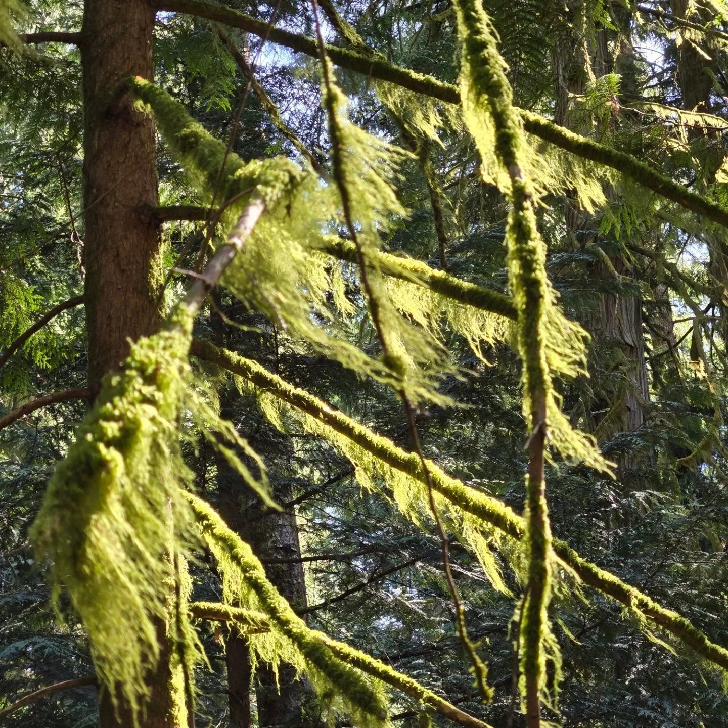 A walk through the trail

#vagabond #photography #naturephotography #naturelovers #goldenhour #beautiful