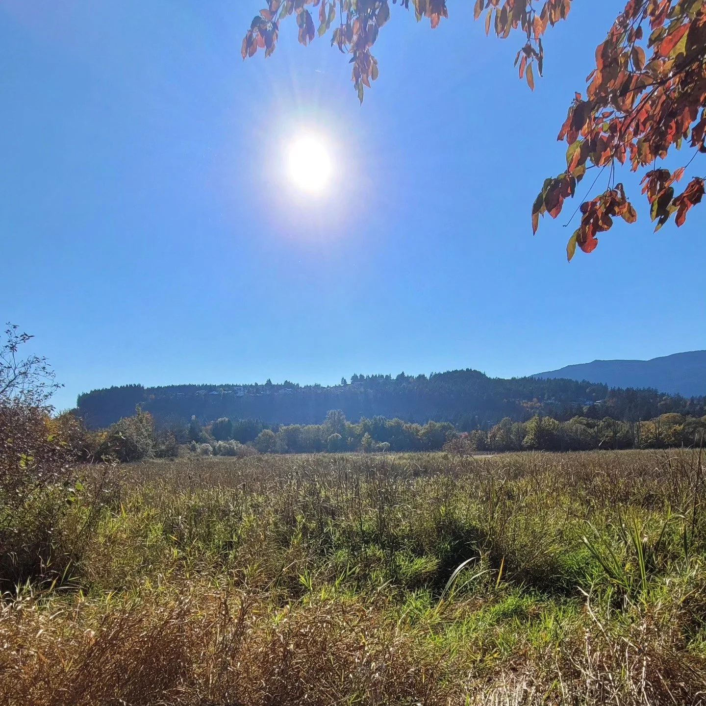 Beautiful day for a walk 

#Vagabond #photography #nature #naturephotography #sunnyday #beautiful #walks