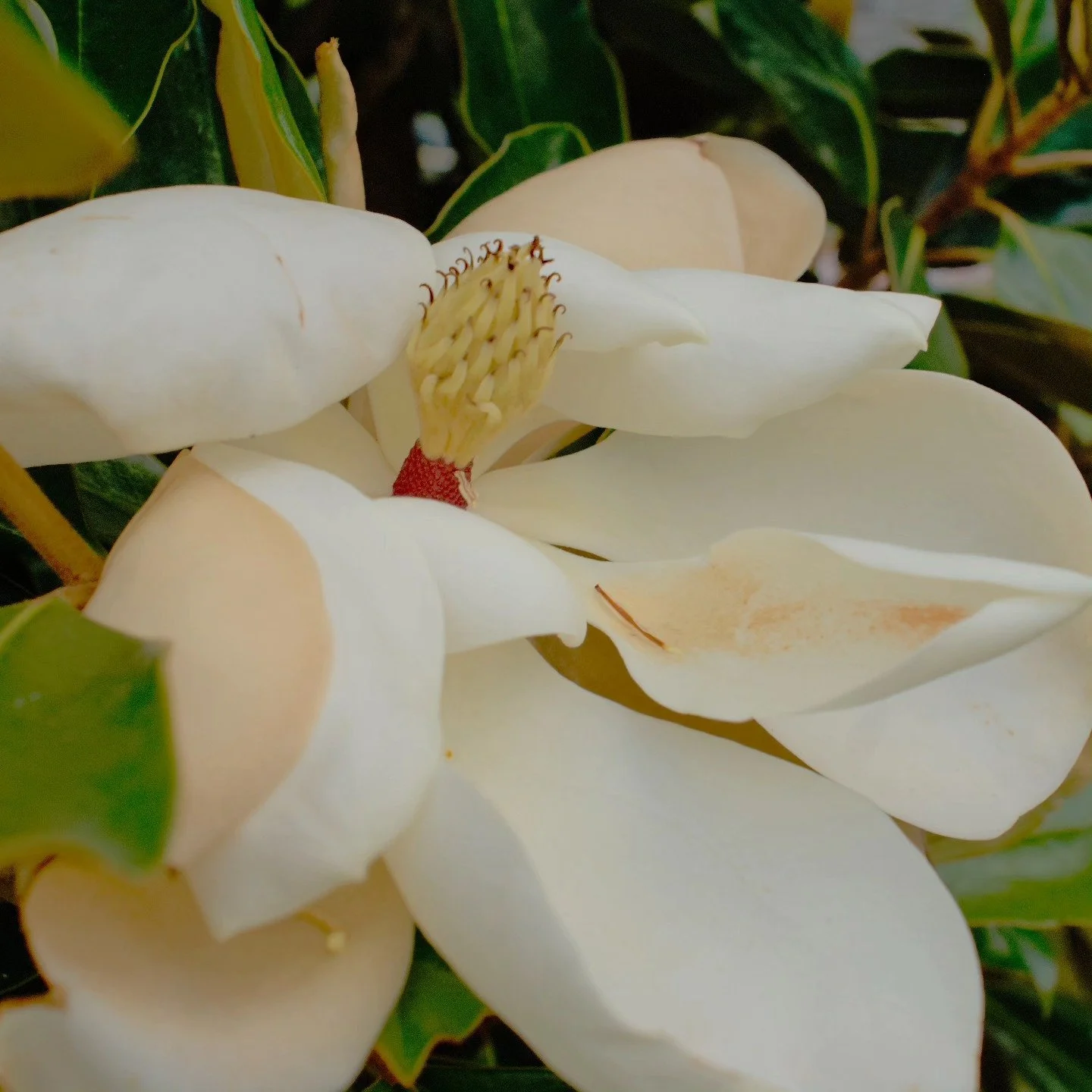 What flower is this? #Vagabond #photography #nature #beautiful #flowers