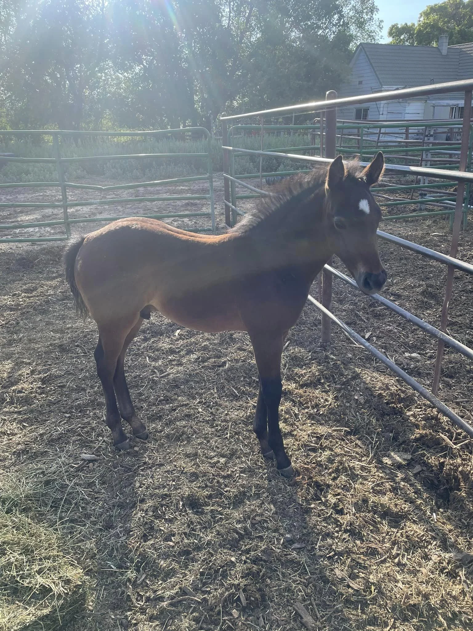Production Sale — Zollinger Quarter Horses
