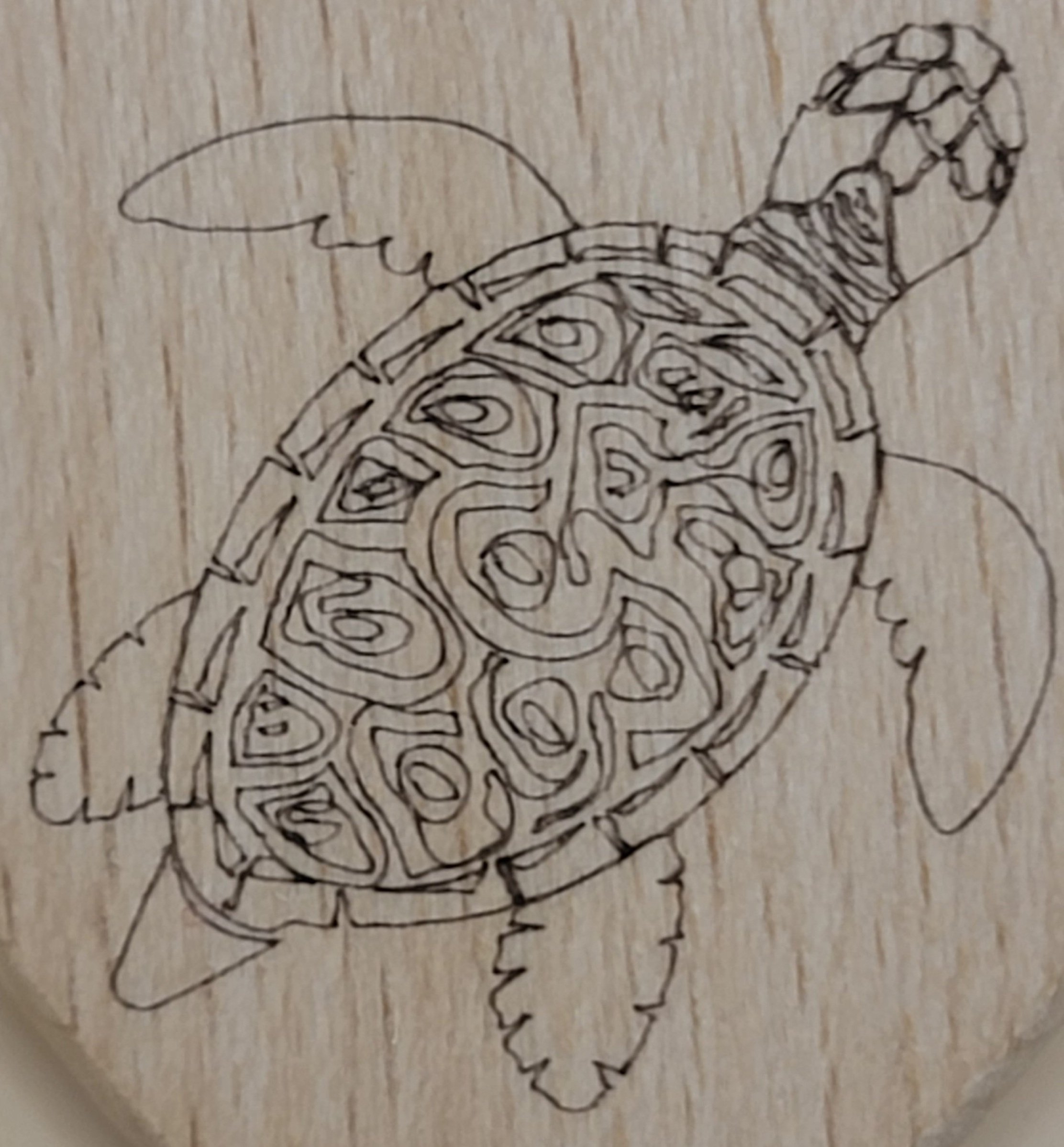 Turtle+5.jpg