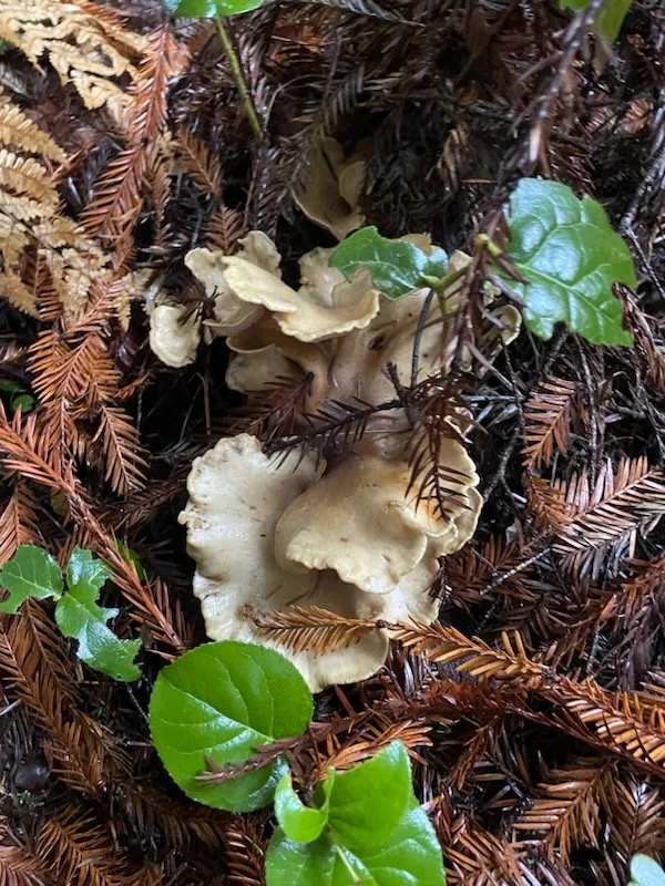 Cluster of pale beige mushrooms growing among brown fallen pine needles and green ivy leaves on forest floor.