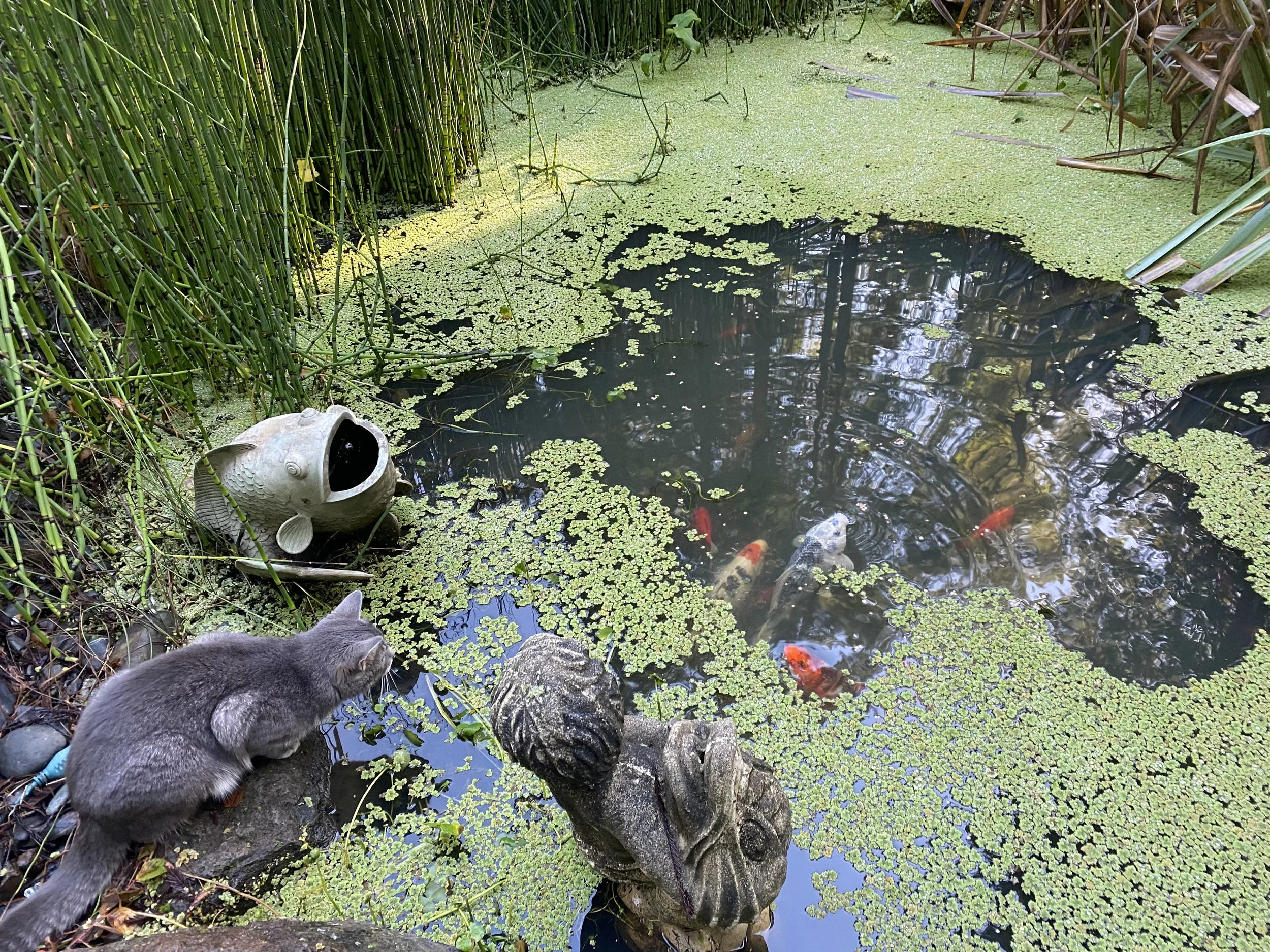Pet fish pond with koi fish, surrounded by aquatic plants, a cat, a fish sculpture, and a turtle statue, with dense greenery in the background.