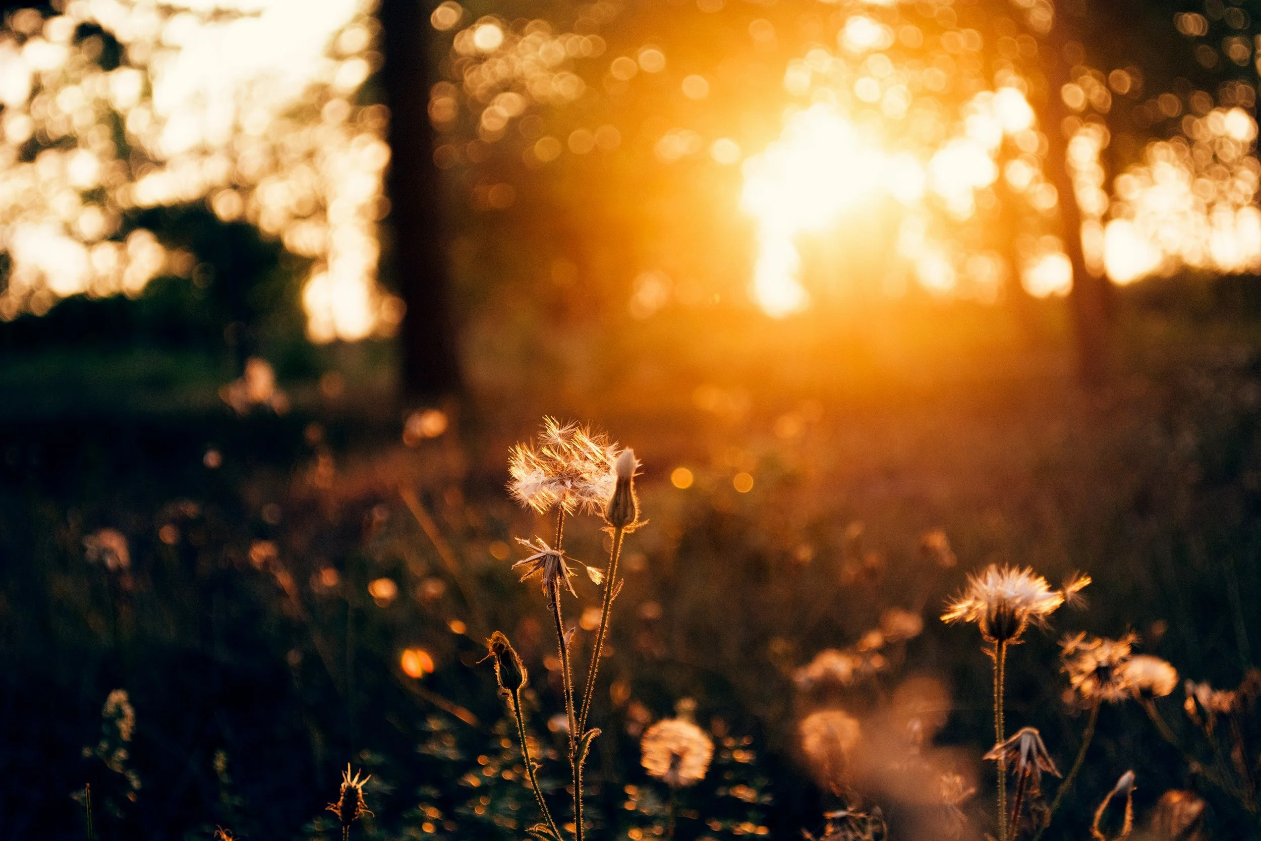 Summer Solstice Meditation: Staying Present in Fullness
