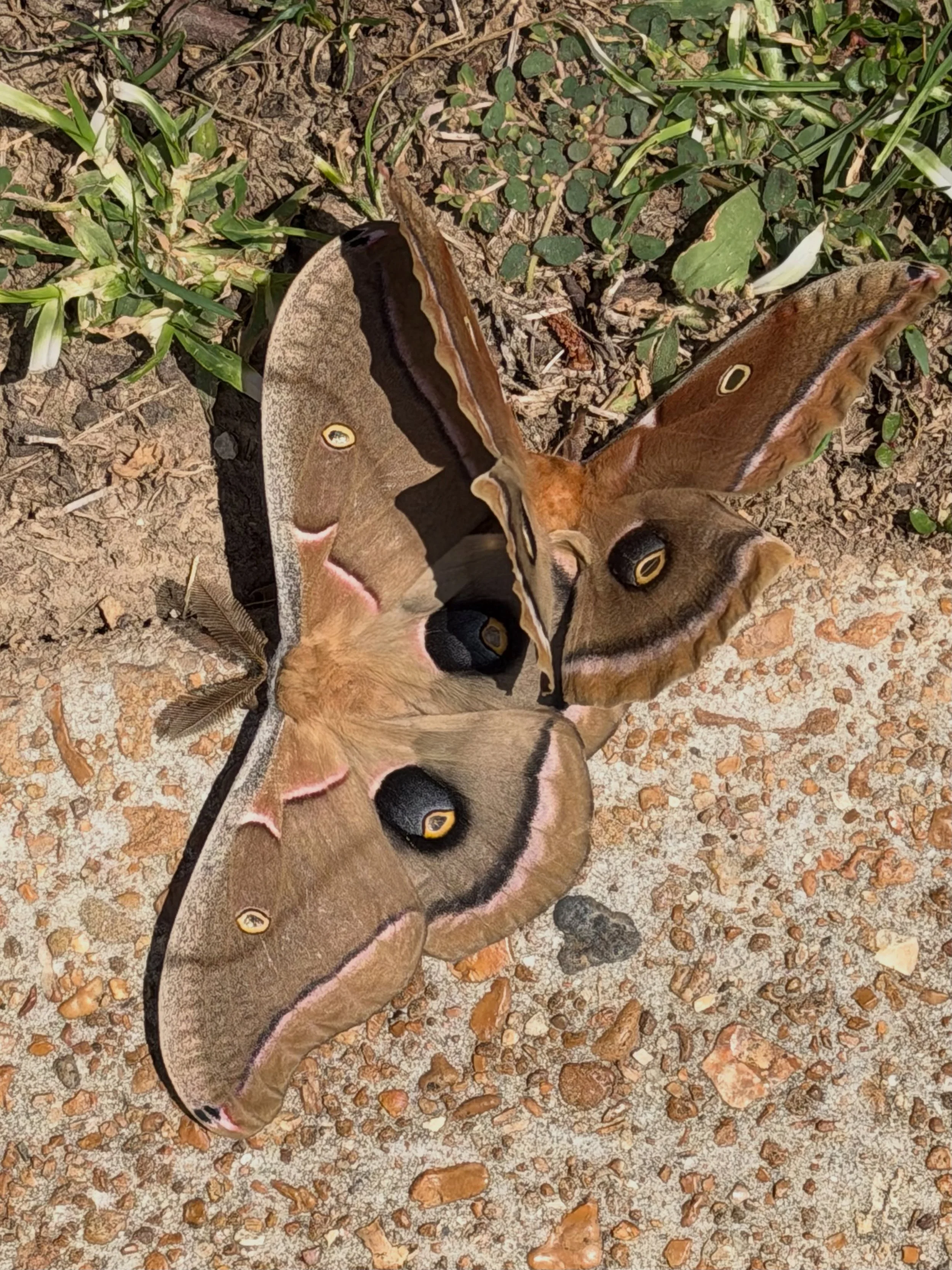 Polyphemus moths mating on a sidewalk! I&rsquo;ve never found them in the wild before, because short lifespan + usually out at night. 6 inch wingspan on each of them. Really cool find.